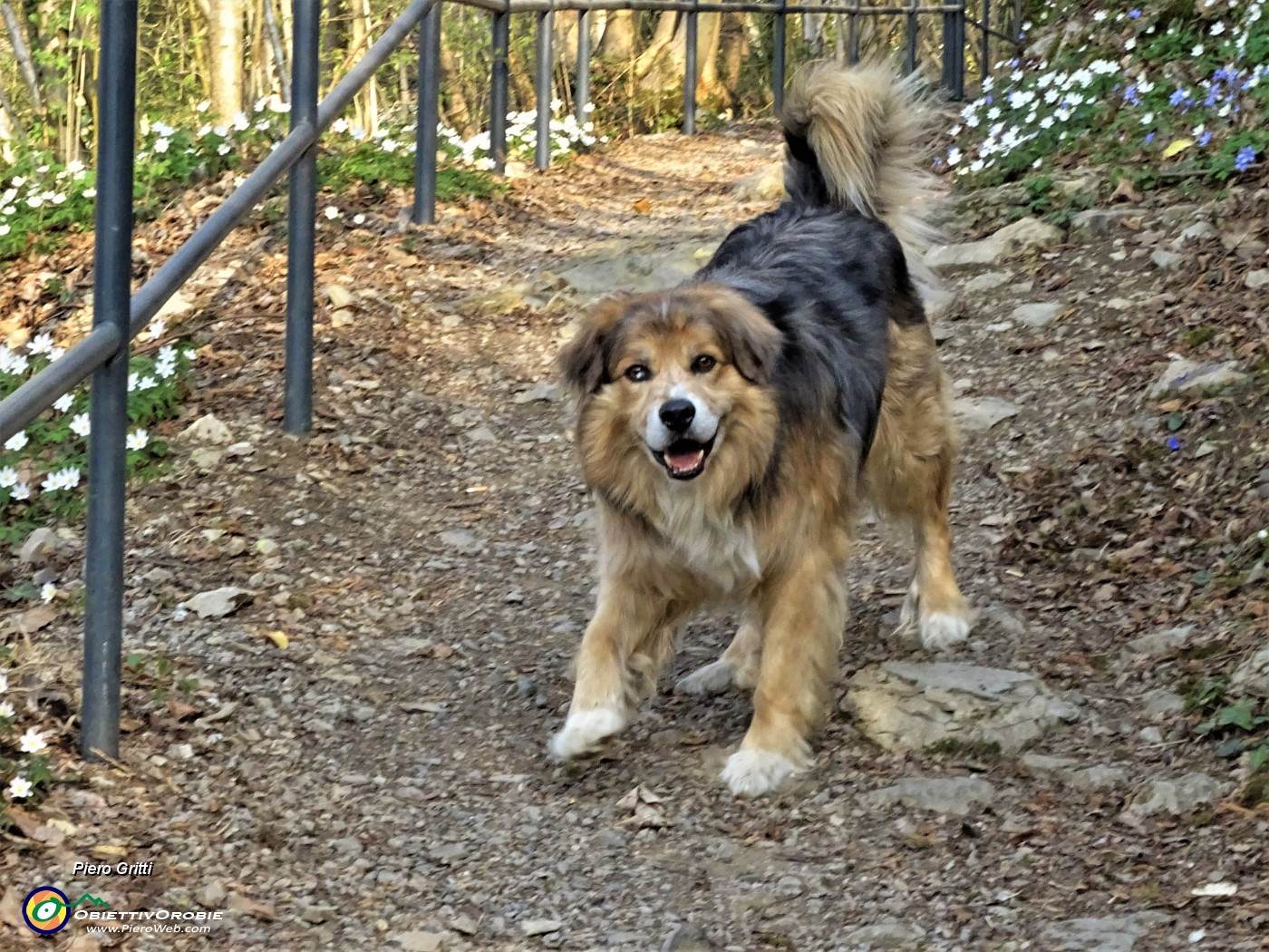 60 Incontro con bel cagnolone a Piazza Martina.JPG